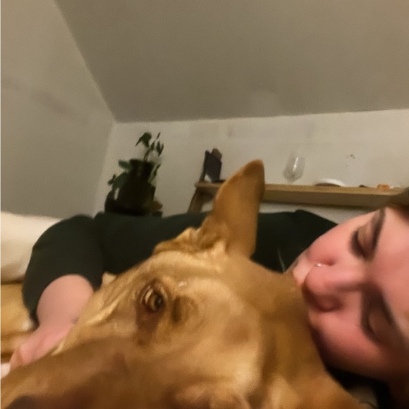 Meet your Posher, Olive - Picture 5 of 5